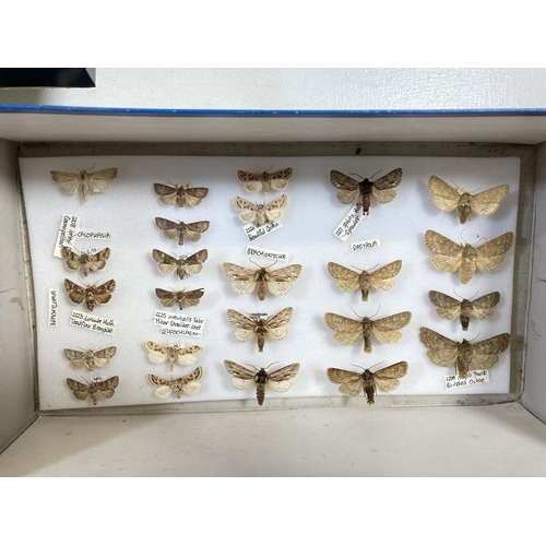 350L - A collection of various insect specimens - frame approx. 42cm wide x 33cm high