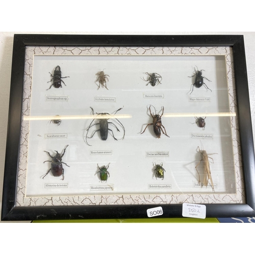 350L - A collection of various insect specimens - frame approx. 42cm wide x 33cm high