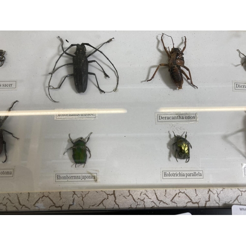 350L - A collection of various insect specimens - frame approx. 42cm wide x 33cm high