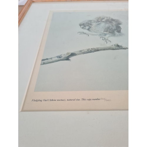 165 - A framed Raymond Ching pencil signed limited no. 312 of 360 print titled Fledgling Owl - approx. 53c... 