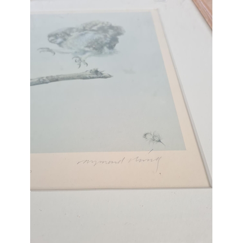 165 - A framed Raymond Ching pencil signed limited no. 312 of 360 print titled Fledgling Owl - approx. 53c... 