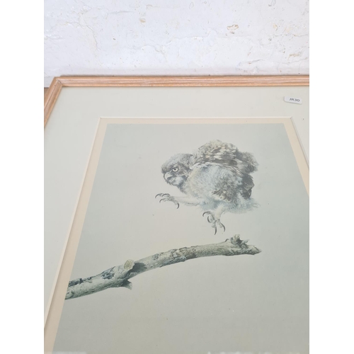 165 - A framed Raymond Ching pencil signed limited no. 312 of 360 print titled Fledgling Owl - approx. 53c... 