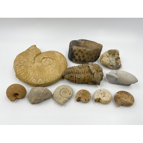 1303 - A collection of fossils