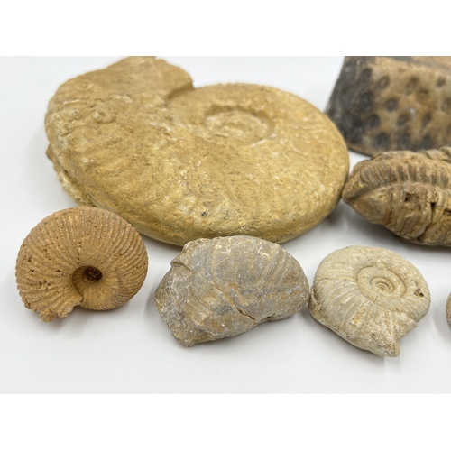 1303 - A collection of fossils