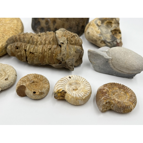 1303 - A collection of fossils