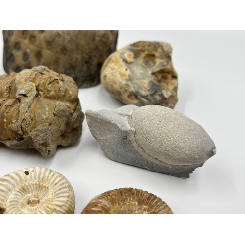 1303 - A collection of fossils