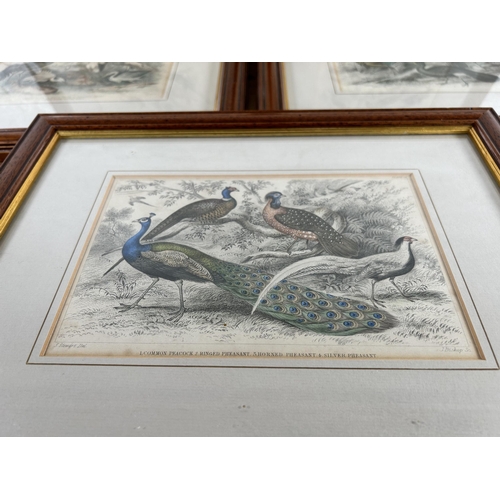 188 - Five Victorian framed coloured plate bird prints