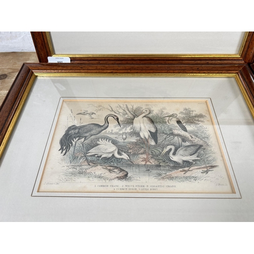 188 - Five Victorian framed coloured plate bird prints