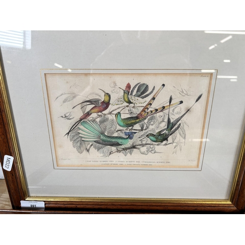 188 - Five Victorian framed coloured plate bird prints