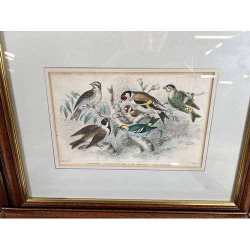 188 - Five Victorian framed coloured plate bird prints