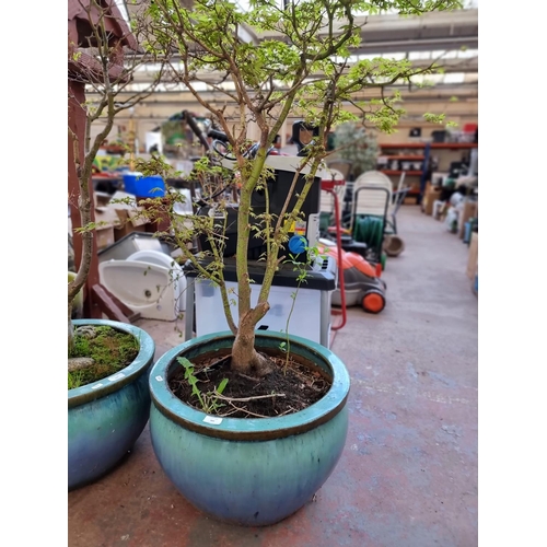 389 - A blue glazed terracotta planter containing Japanese Maple tree - approx. 154cm high