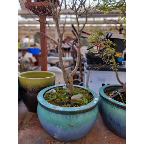 390 - A blue glazed terracotta planter containing Japanese Maple tree - approx. 170cm high