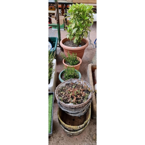 940 - A collection of garden planters, one with potted Japanese Laurel