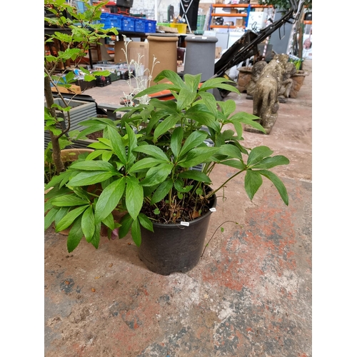 707 - Three potted trees and plants, one Azalea, one Fagus Japonica and one Helleborus Cyclophyllus