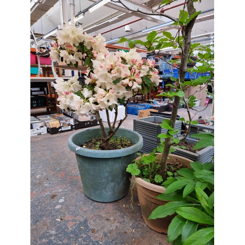 707 - Three potted trees and plants, one Azalea, one Fagus Japonica and one Helleborus Cyclophyllus