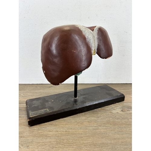 670A - A 1930s Librairie Hatchette Paris human liver plaster anatomical study on ebonised plinth - approx. ... 