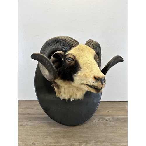 670C - A vintage taxidermy rams head on ebonised plaque - approx. 50cm high x 41cm wide