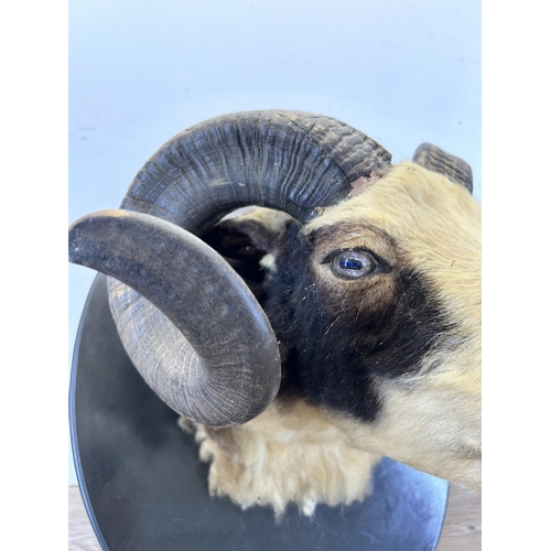 670C - A vintage taxidermy rams head on ebonised plaque - approx. 50cm high x 41cm wide