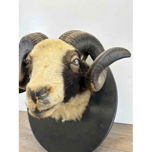 670C - A vintage taxidermy rams head on ebonised plaque - approx. 50cm high x 41cm wide