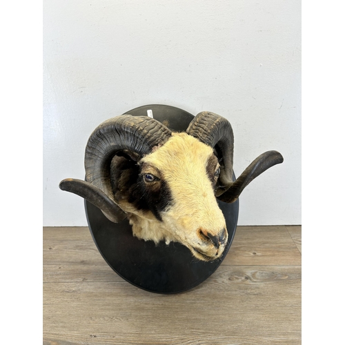 670C - A vintage taxidermy rams head on ebonised plaque - approx. 50cm high x 41cm wide