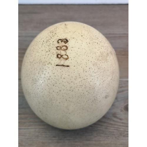 1477 - A 19th century ostrich egg - approx. 14cm high