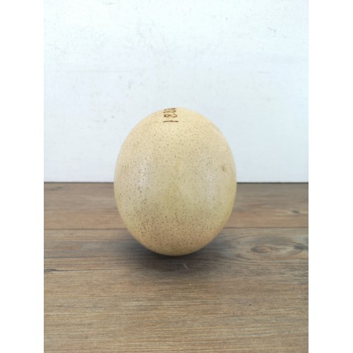 1477 - A 19th century ostrich egg - approx. 14cm high