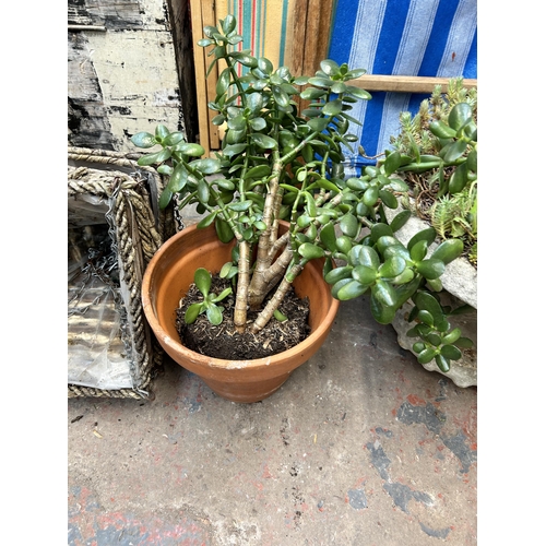 1018 - Five garden planters, one cast stone, one terracotta with potted money tree and three wicker hanging