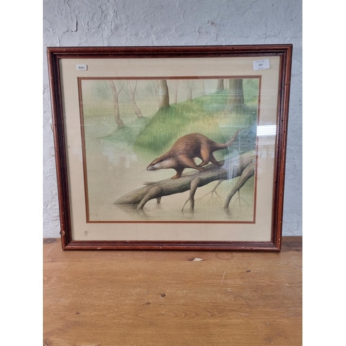 247 - A framed David A. Finney otter watercolour - approx. 51cm high x 58cm wide