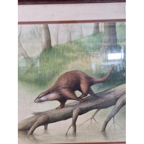 247 - A framed David A. Finney otter watercolour - approx. 51cm high x 58cm wide