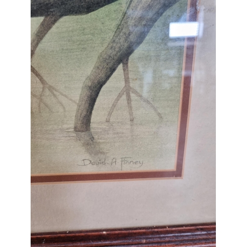 247 - A framed David A. Finney otter watercolour - approx. 51cm high x 58cm wide