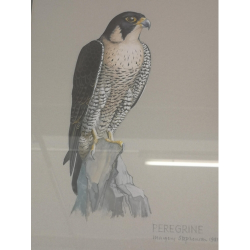 229 - A gilt framed Margery Stephenson Peregrine falcon watercolour, dated 1981 - approx. 69cm high x 53cm... 