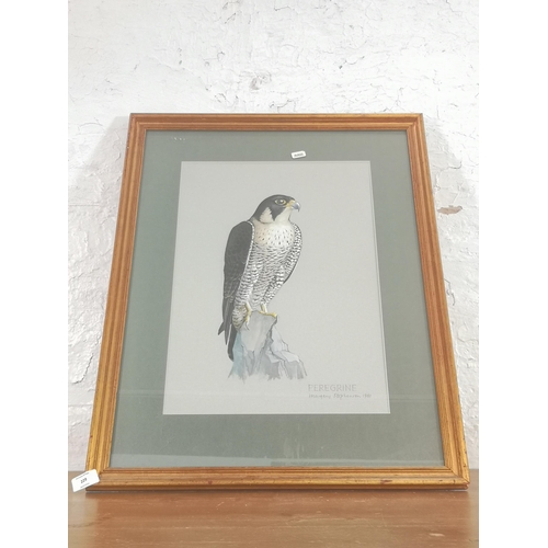 229 - A gilt framed Margery Stephenson Peregrine falcon watercolour, dated 1981 - approx. 69cm high x 53cm... 