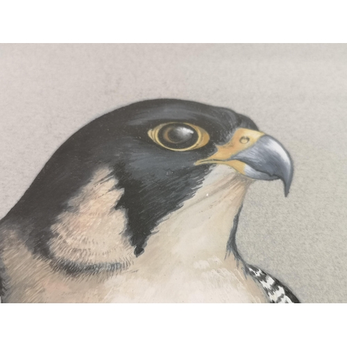 229 - A gilt framed Margery Stephenson Peregrine falcon watercolour, dated 1981 - approx. 69cm high x 53cm... 