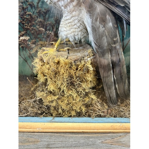 584 - A mid 20th century oak cased taxidermy Buzzard - approx. 37.5cm high x 31.5cm wide x 17cm deep