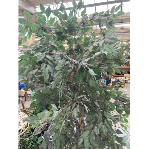 877 - A potted artificial weeping fig tree - approx. 200cm high