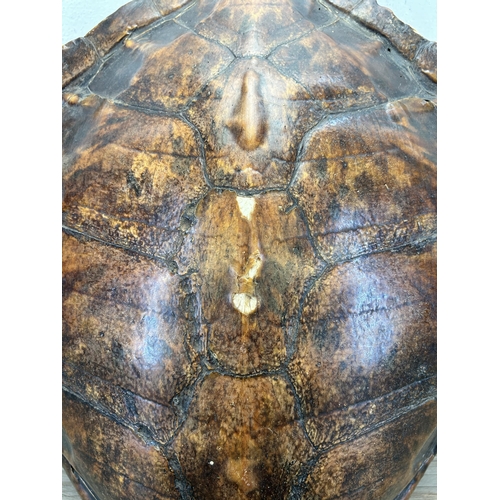 545 - A 19th century turtle shell - approx. 46cm x 40cm