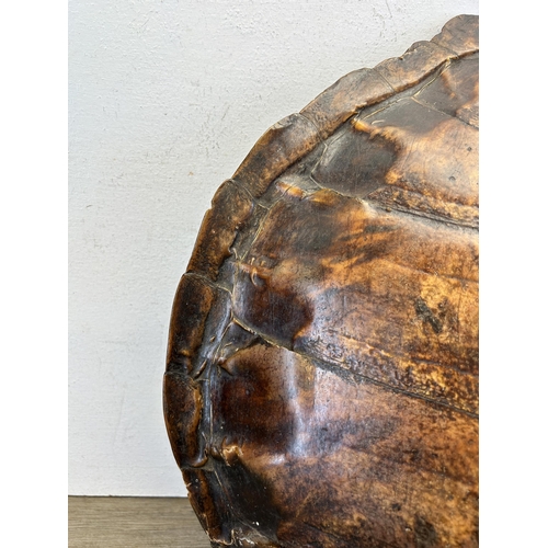 545 - A 19th century turtle shell - approx. 46cm x 40cm