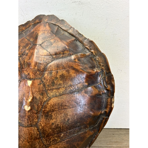 545 - A 19th century turtle shell - approx. 46cm x 40cm