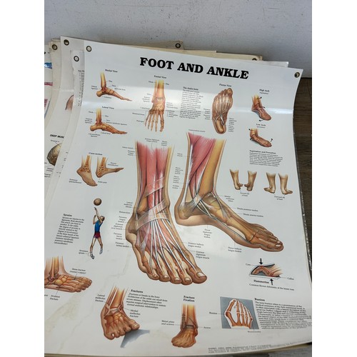 551 - Sixteen late 20th century educational anatomical posters by The Anatomical Chart Company - approx. 6... 