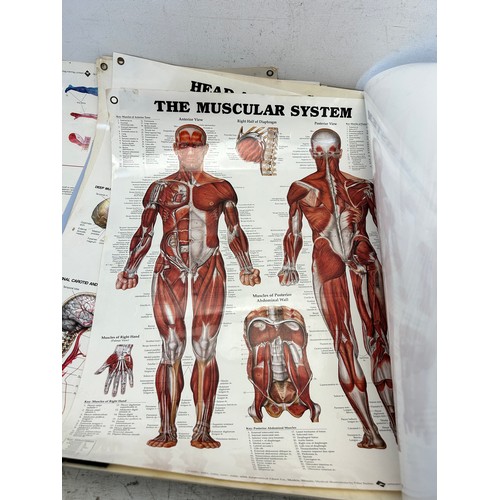 551 - Sixteen late 20th century educational anatomical posters by The Anatomical Chart Company - approx. 6... 