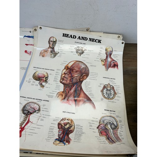 551 - Sixteen late 20th century educational anatomical posters by The Anatomical Chart Company - approx. 6... 