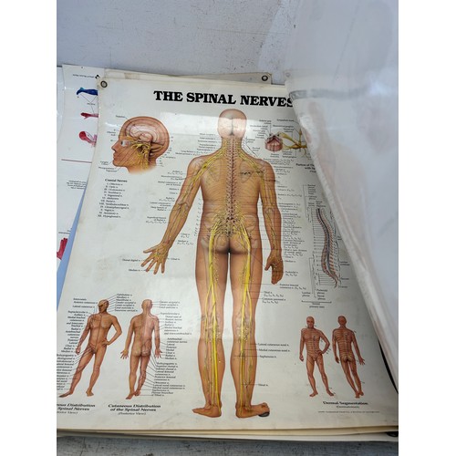 551 - Sixteen late 20th century educational anatomical posters by The Anatomical Chart Company - approx. 6... 