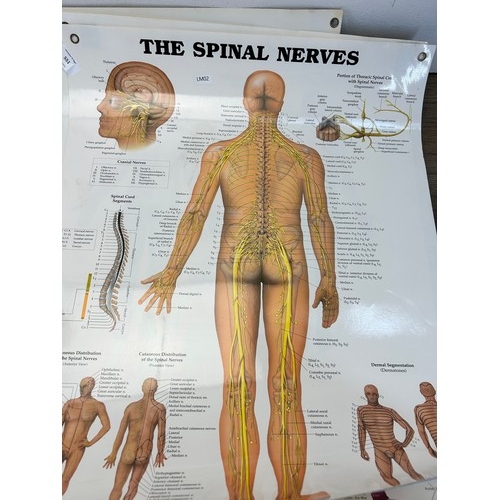 551 - Sixteen late 20th century educational anatomical posters by The Anatomical Chart Company - approx. 6... 