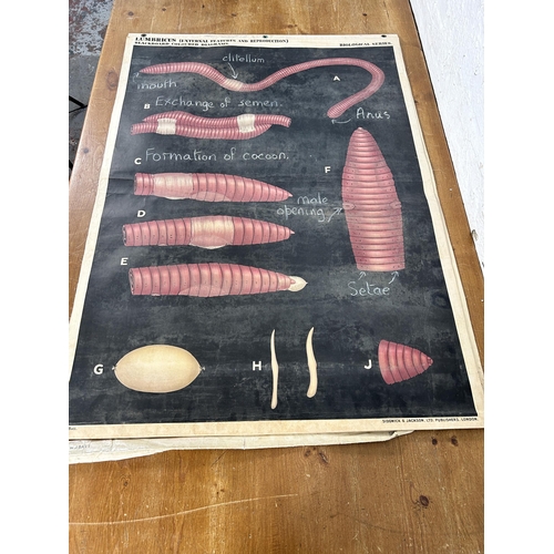 603 - Seven early 20th century J.W.J. Batt. Sedgewick & Jackson Ltd. Biological coloured blackboard diagra... 