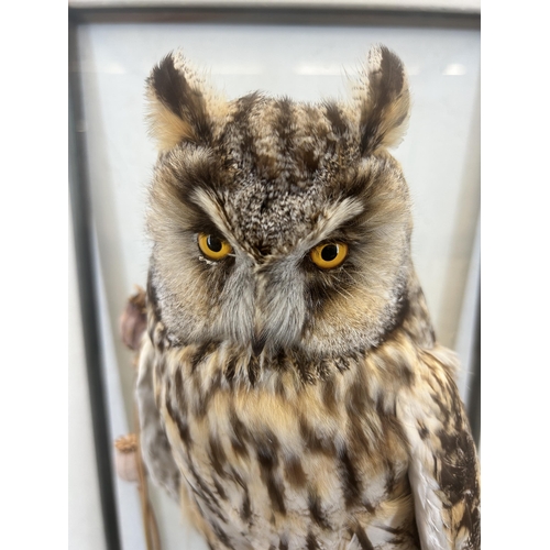 642 - A vintage cased taxidermy Eurasian eagle-owl - approx. 50cm high x 28cm wide x 28cm deep