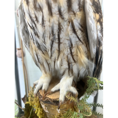 642 - A vintage cased taxidermy Eurasian eagle-owl - approx. 50cm high x 28cm wide x 28cm deep