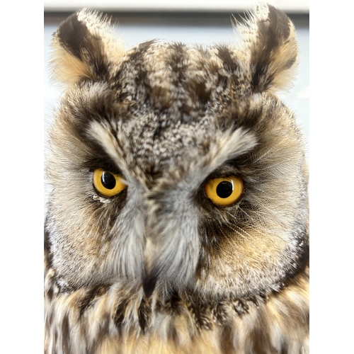 642 - A vintage cased taxidermy Eurasian eagle-owl - approx. 50cm high x 28cm wide x 28cm deep