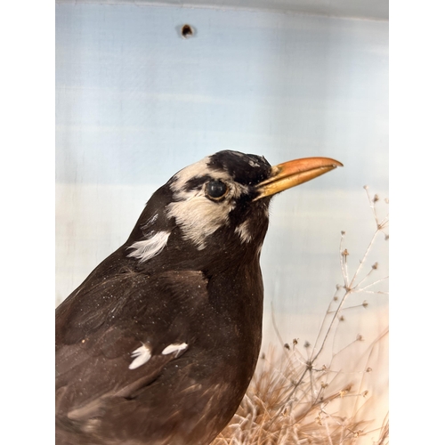 643 - A vintage cased taxidermy black bird - approx. 34cm high x 27cm wide x 16cm deep