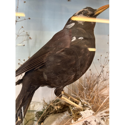 643 - A vintage cased taxidermy black bird - approx. 34cm high x 27cm wide x 16cm deep