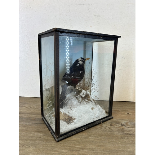 643 - A vintage cased taxidermy black bird - approx. 34cm high x 27cm wide x 16cm deep